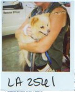 35311petapomeranian.jpg