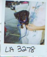 36125peta2.jpg